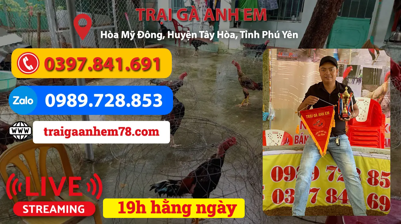 Video Đá Gà Ngày 07/06/2025 - Xem Lại Vần Xổ Gà Trực Tiếp